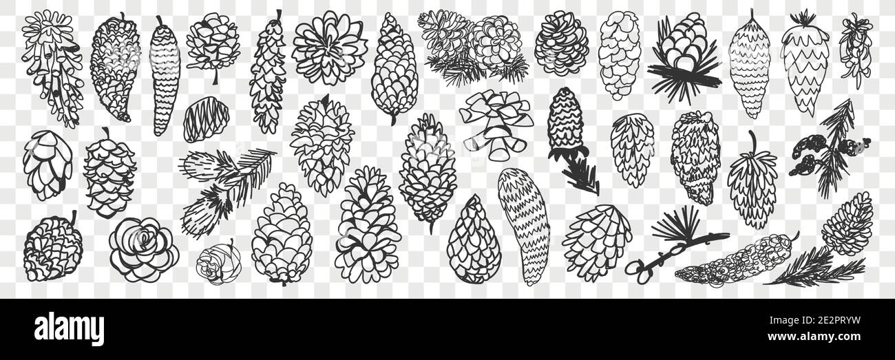 Verschiedene Nadelkegel Doodle Set. Sammlung von handgezeichneten natürlichen Kiefer und Tannenzapfen in verschiedenen Formen und Größen aus Wald isoliert auf transparentem Hintergrund. Abbildung von Bäumen Samen Stock Vektor