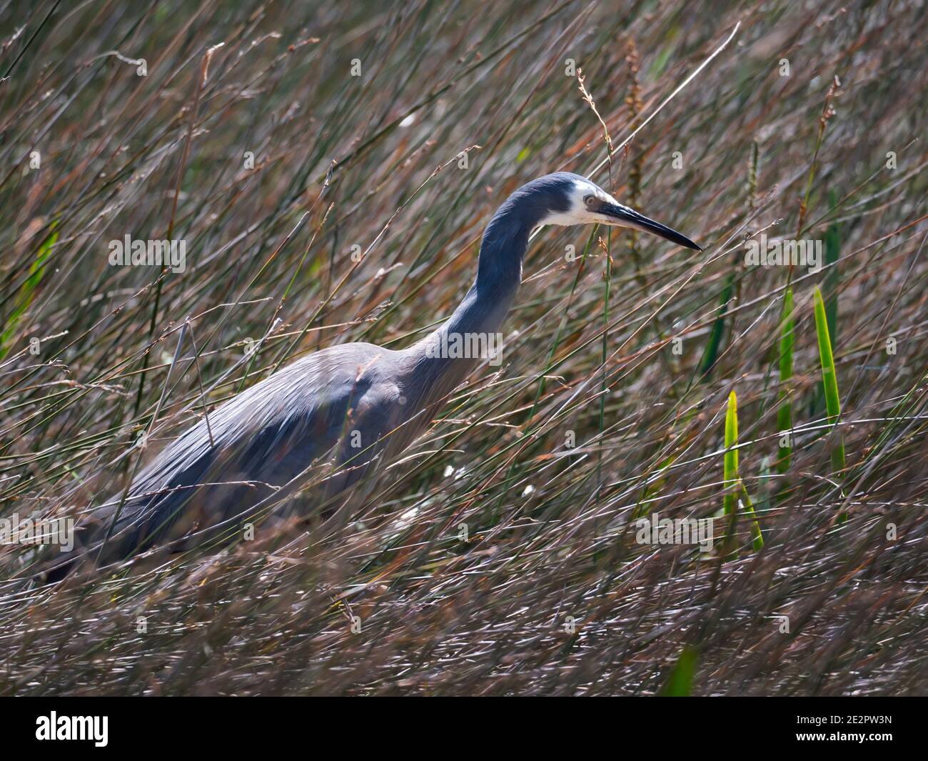 Ein Weißgesichter Reiher, Egretta novaehollandiae, der im hohen Schilf am Rande eines Sees in der Nähe von Albany WA nach Nahrung pirtscht Stockfoto