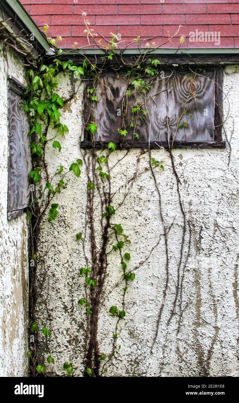 Unkraut kriecht die Wand eines verlassenen Motels hoch. Stockfoto