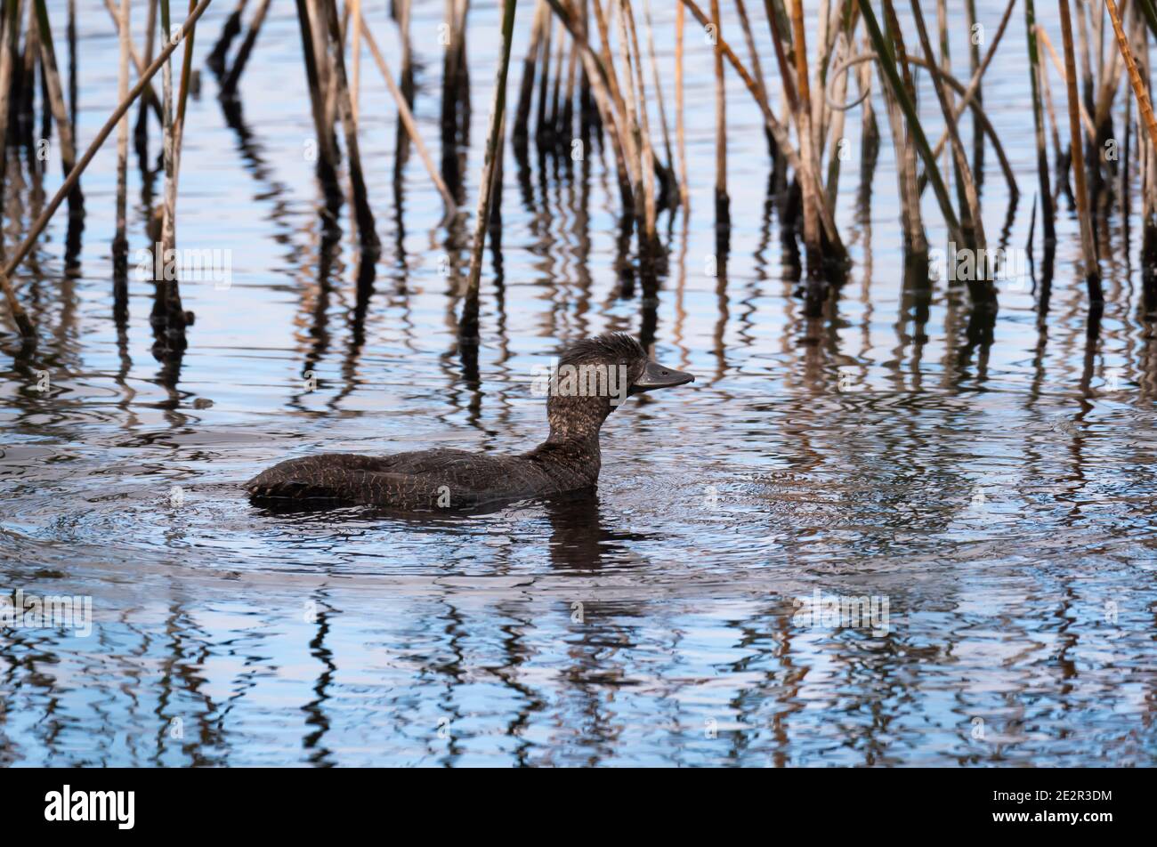 Moschusente, Biziura lobata, weiblich auf einem Süßwassersee in der Nähe von Albany WA. Stockfoto