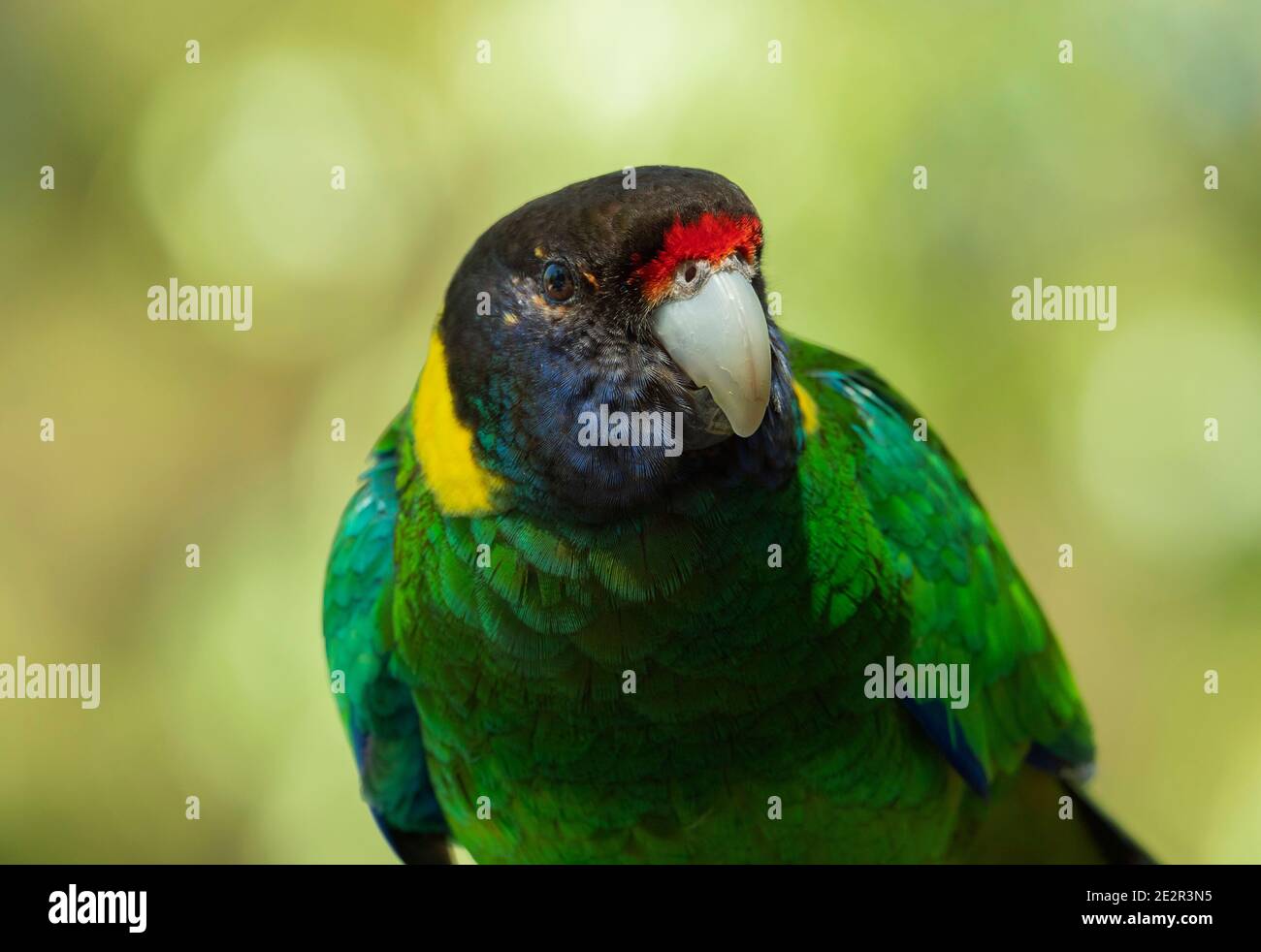 Zwanzigster Papagei, Bamardius semitorquatus, ein australischer Ringhalspapagei. Stockfoto