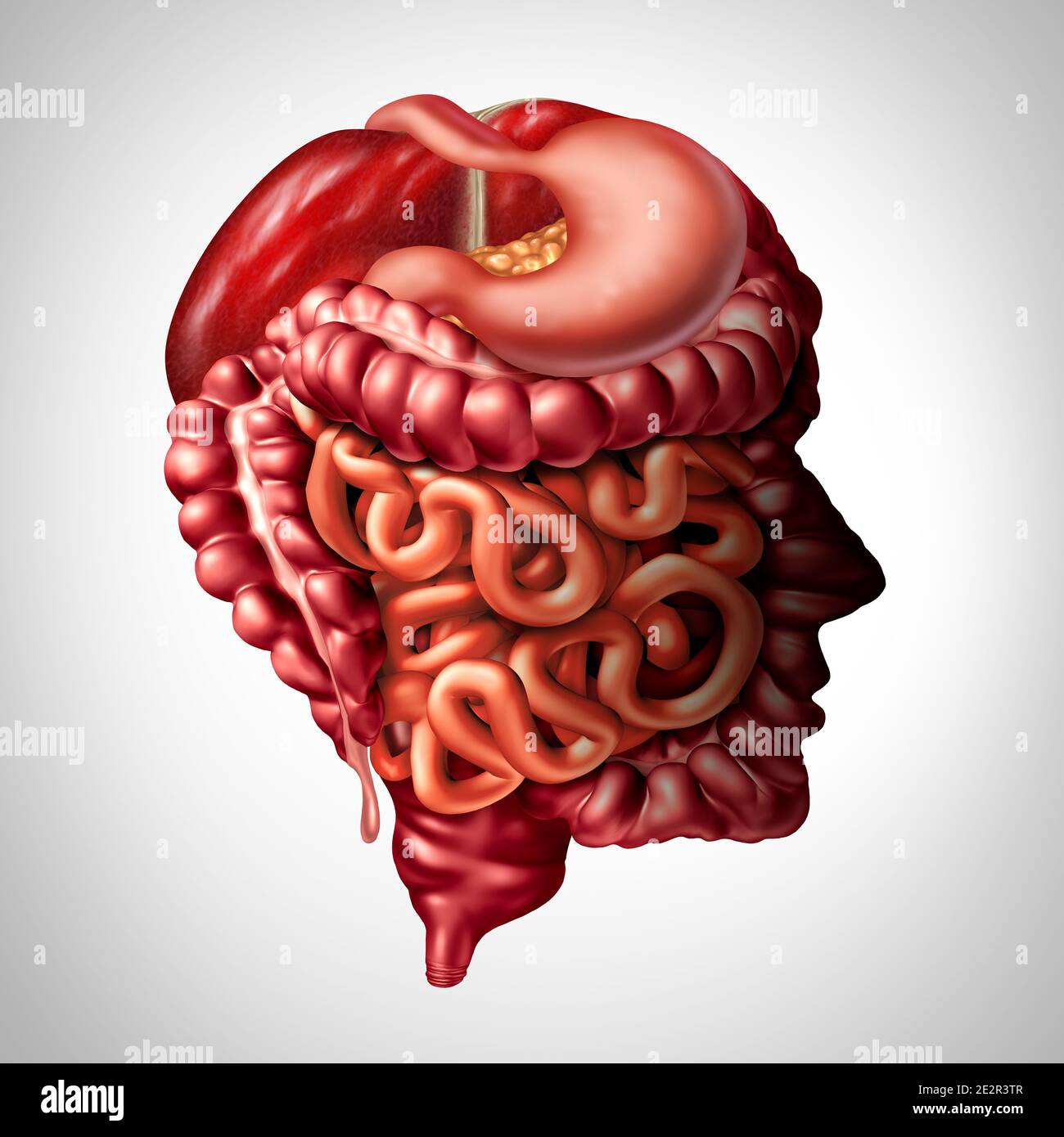 Psychologie der Verdauung und menschlichen Verdauungsdarm Gehirn-Verbindung Konzept als Leber-Pankreas mit Magen und Dickdarm und Dünndarm. Stockfoto
