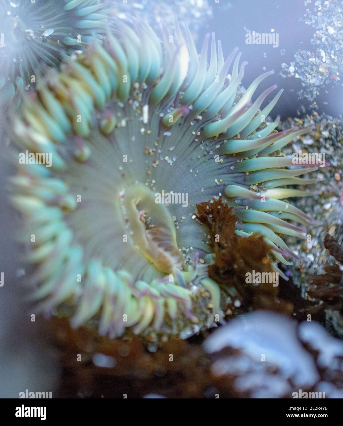 Solitaire Anemonen und die riesige grüne Meer Anemone unter Wasser Stockfoto