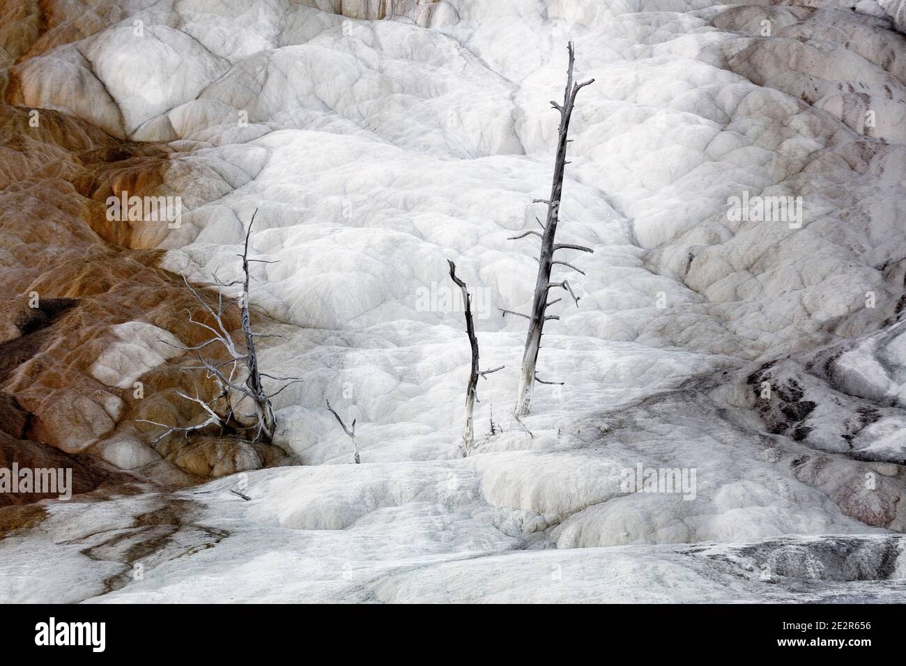 WY 03552-00 ... WASHINGTON - Baum bei Mammoth Hot Springs im Yellowstone National Park. Stockfoto