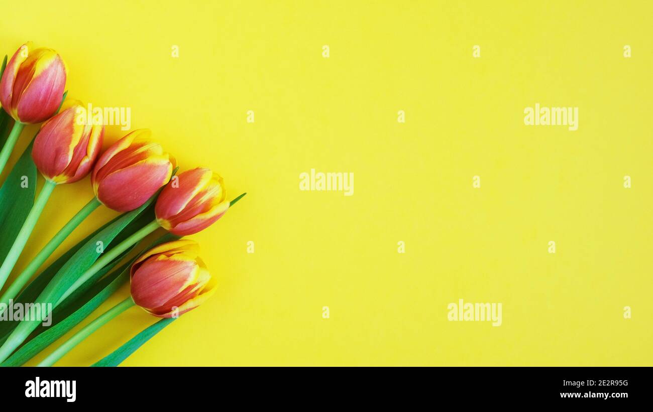 Tulpen auf gelbem Hintergrund. Baner. Grußkarte. Muttertag. Flach liegend. 8. März Happy Women's Day. Feder Stockfoto
