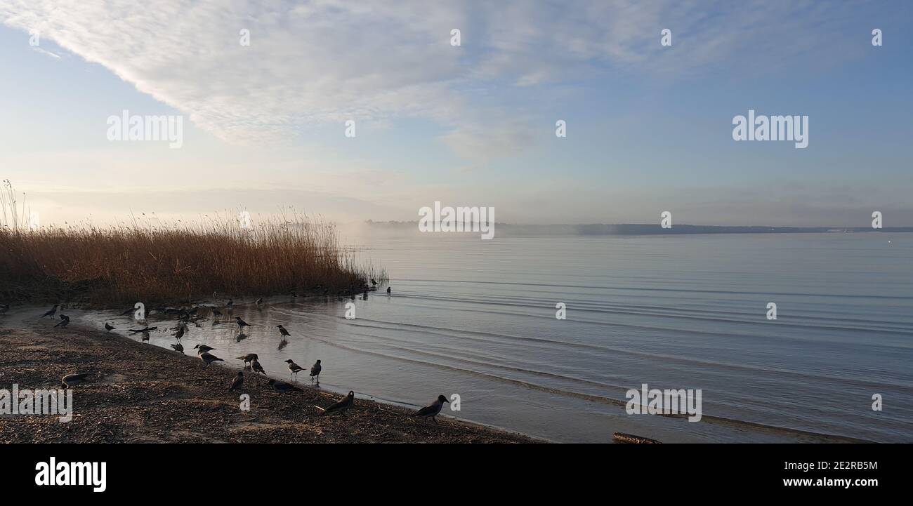 Fliegende Vögel in der Nähe der Ostsee. Pirita Strand in schöner Herbstzeit. Stockfoto