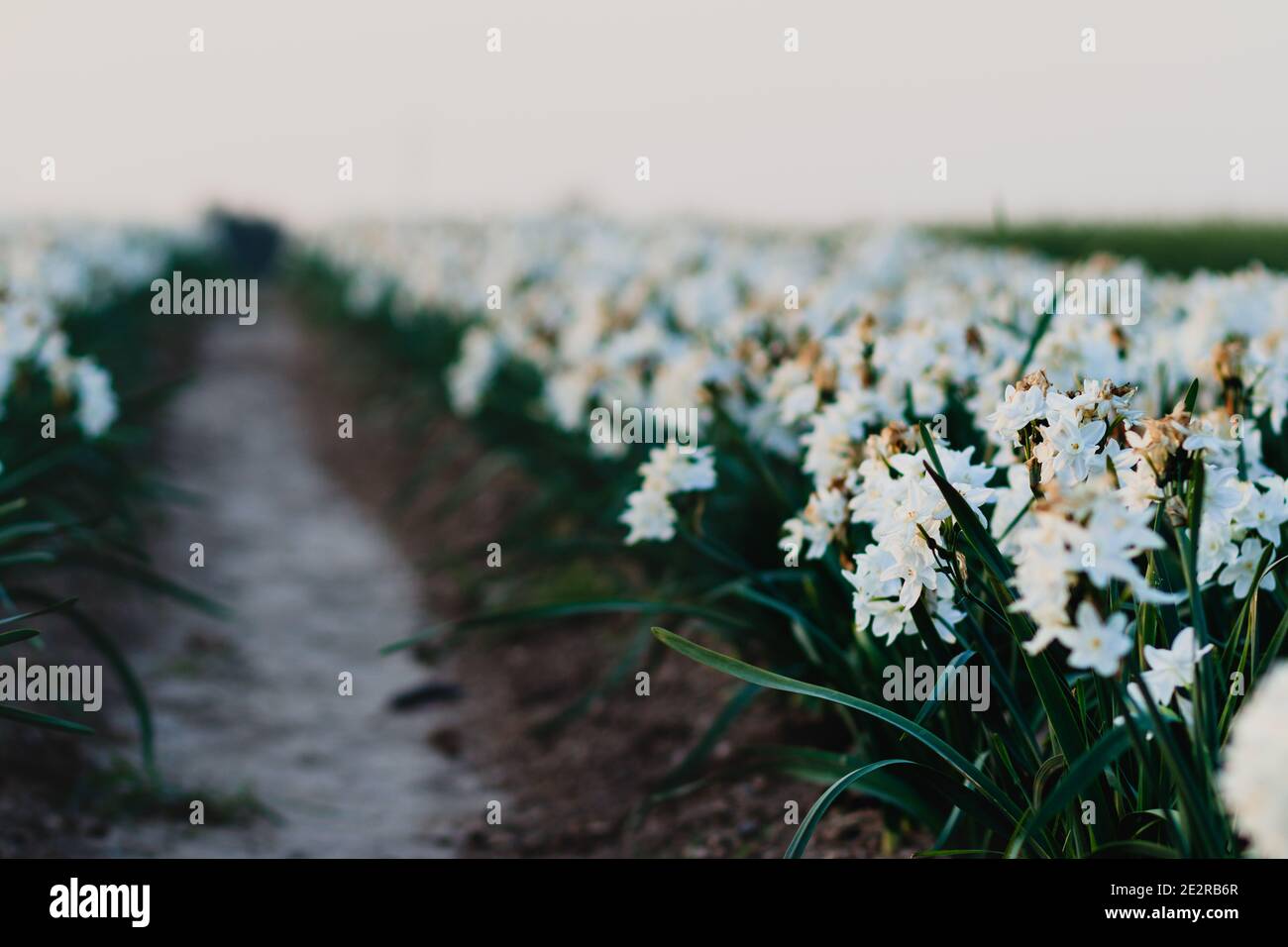 Weiße Narzissen Blüten im Feld, verschwommener Hintergrund Stockfoto