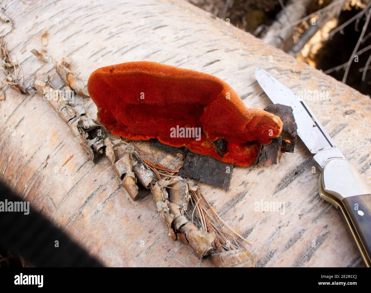 Cinnabar-Polyporus (Pycnoporus cinnabarinus) auf einem gefallenen roten Birkenstamm (Betula occidentalis), der die leuchtend roten/orangen Poren zeigt. Stockfoto