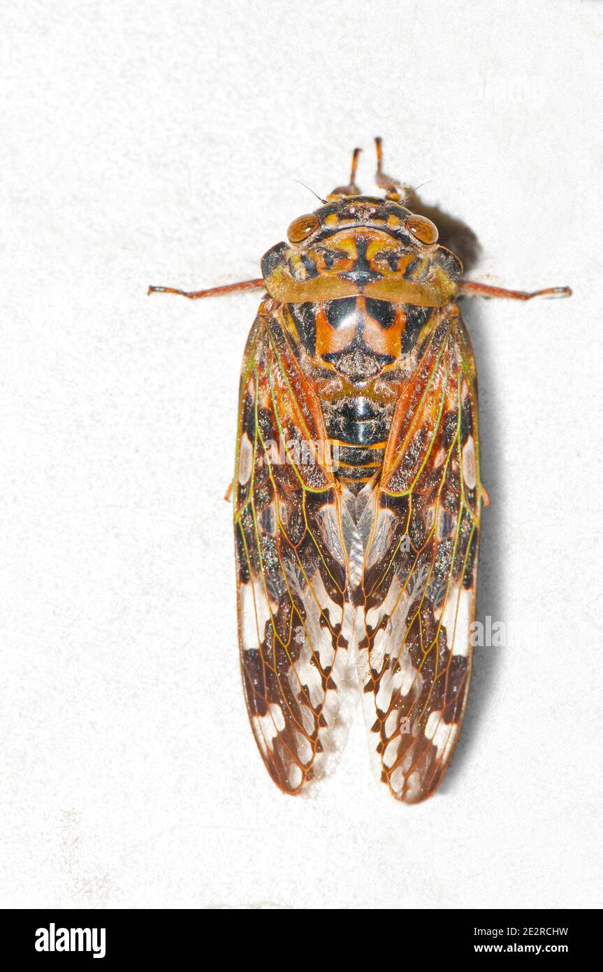 Dorsal von Kempfer Cicada, isoliert auf weiß, Platypleura kaempferi, Ladakh, Indien Stockfoto