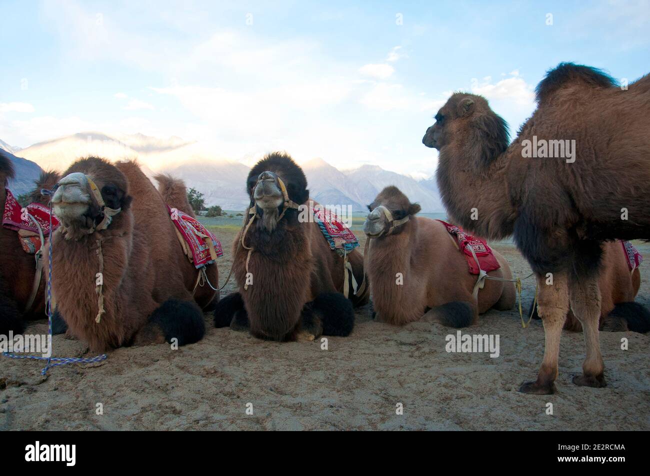 Zwei Buckelkamele, Camelus bactrianus, Nubra Valley, Leh, Ladakh, Indien Stockfoto