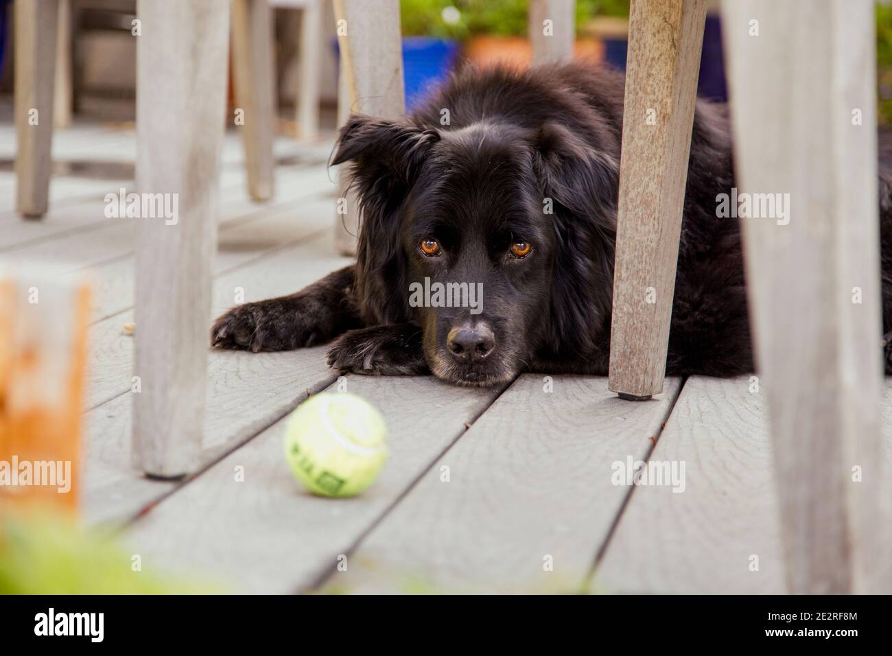 Flauschiger schwarzer Hund, der auf der Terrasse unter den Stühlen liegt und den Ball anschaut Stockfoto