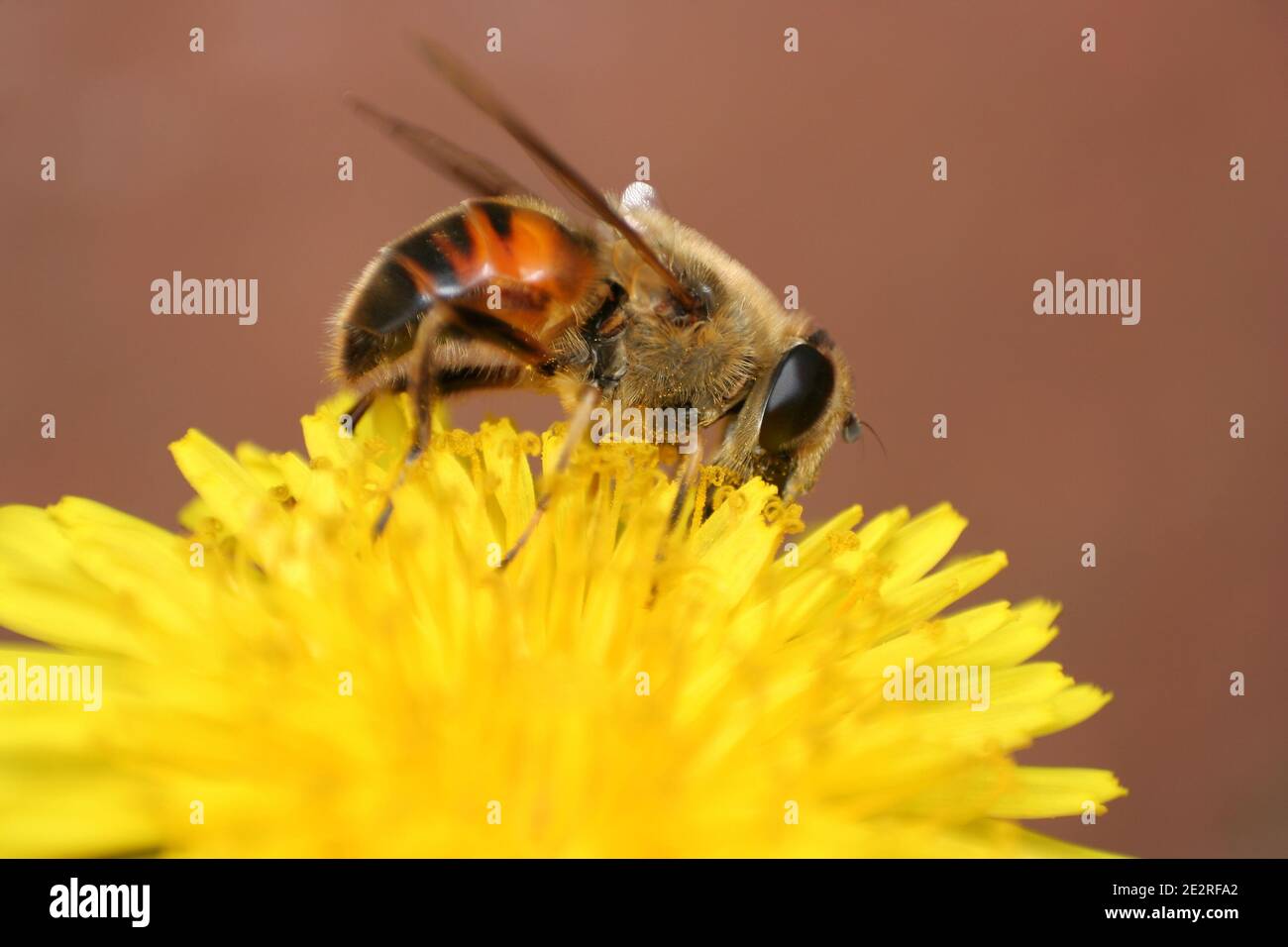 Australische Biene sammelt Pollen von einer Dandelionenblume. Stockfoto
