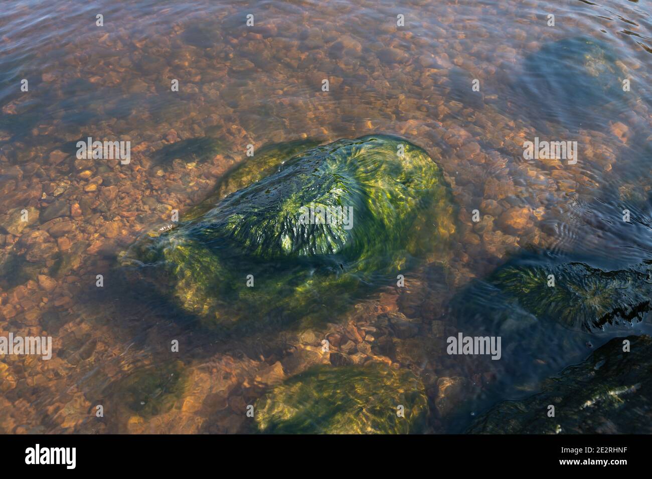 Stein mit Algen bedeckt lag in einem flachen Wasser auf Die Küste des Finnischen Meerbusens Stockfoto