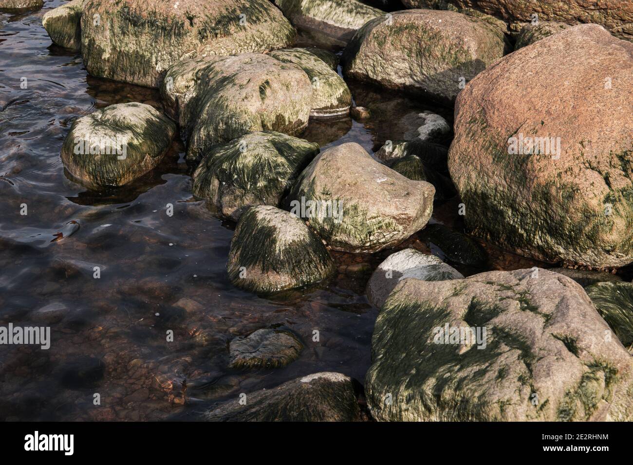 Nasse Granitsteine mit Alge liegen im seichten Wasser, Küste des Finnischen Meerbusens, Russland Stockfoto