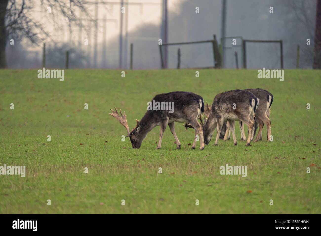 Brachwild weiden auf einer Wiese. Bild aus dem Landkreis Scania, Schweden Stockfoto