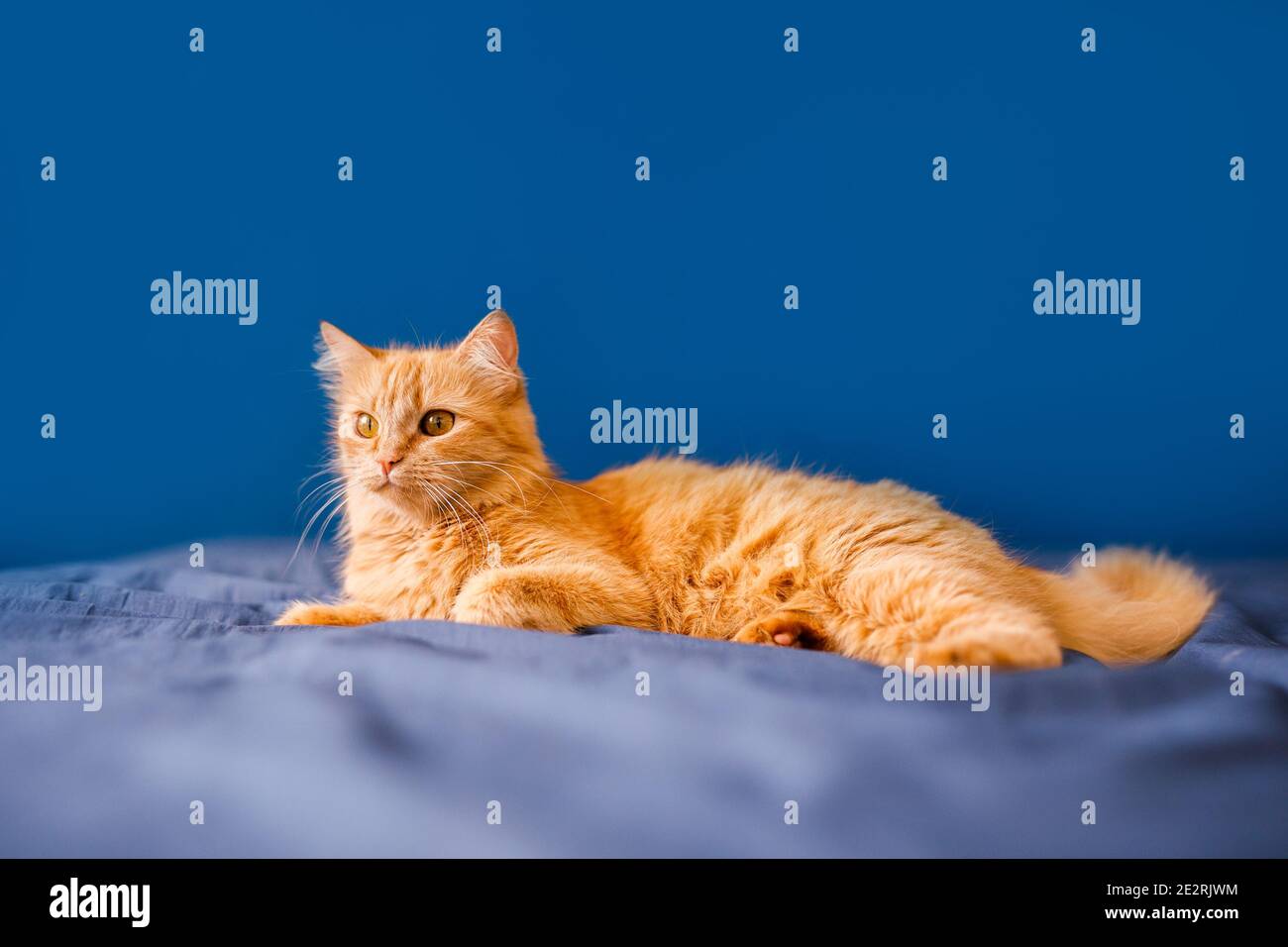 Eine rote, flauschige Hauskatze liegt auf einem Bett vor blauem Hintergrund. Stockfoto