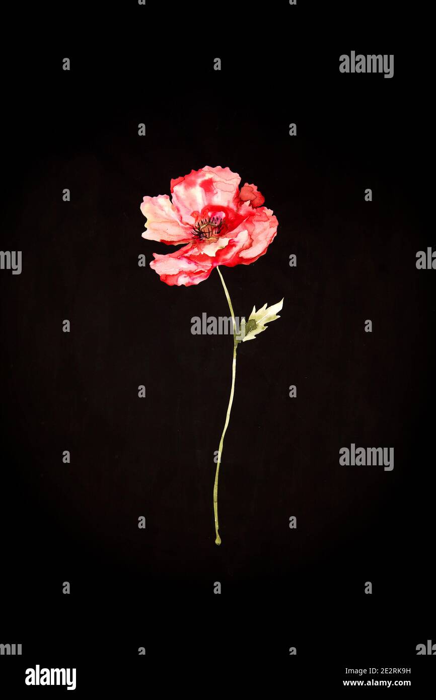 Inky Red Poppy Illustration auf Schwarz Stockfoto