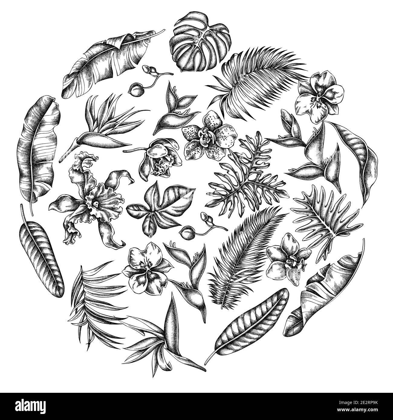 Rundes Blumenmuster mit schwarzen und weißen Monstera, Bananenpalmenblättern, strelitzia, Heliconia, tropischen Palmenblättern, Orchidee Stock Vektor
