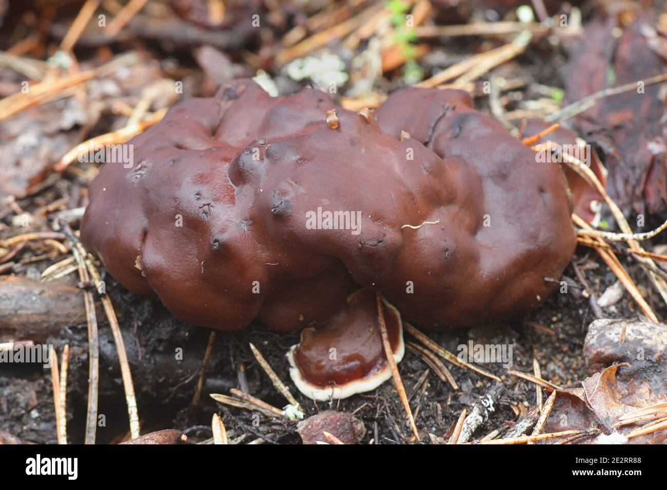 Rhizina undulata, auch Helvella inflata genannt, allgemein bekannt als Kiefernfeuerpilz oder Donut-Pilz, Wildpilz aus Finnland Stockfoto