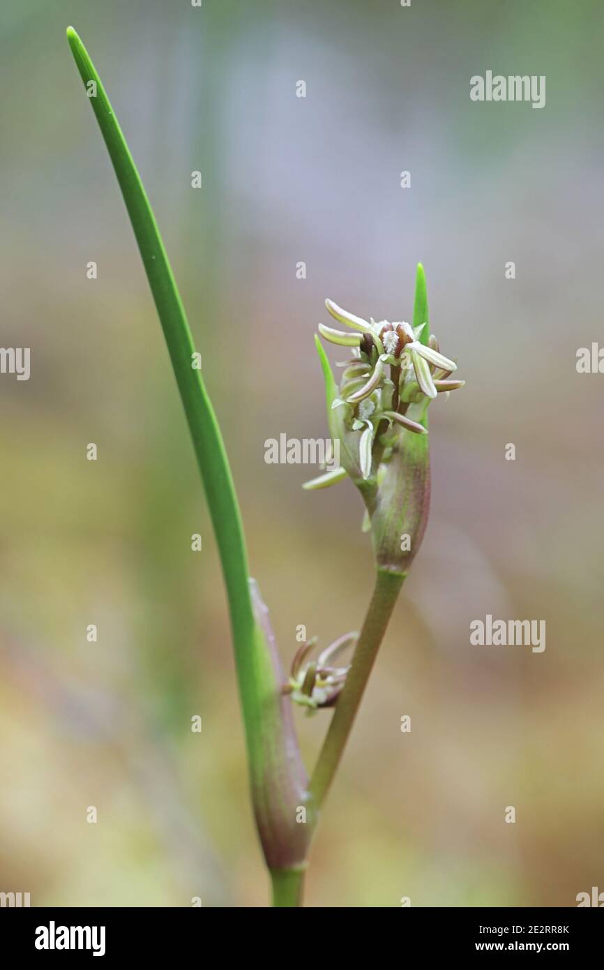 Scheuchzeria palustris, bekannt als Rannoch-Rush, Pod Grass oder Rannoch Rush, Wildmoorpflanze aus Finnland Stockfoto