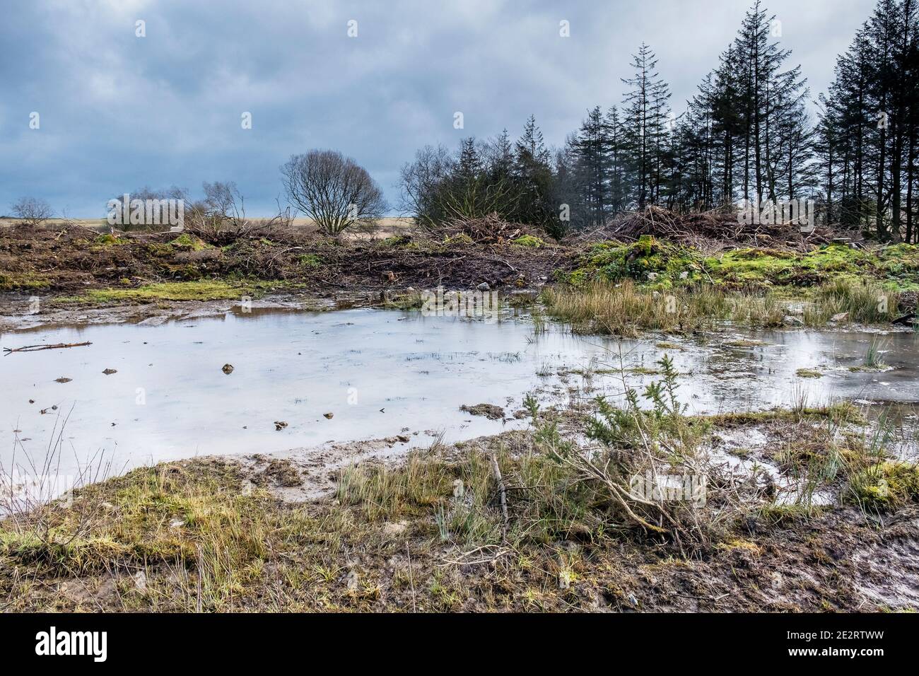 Bäume gefällt und Boden gegraben, um einen Mire Lebensraum in Davidstow Woods auf dem stillgelegt WW2 RAF Davidstow Airfield auf Bodmin Moor in Cornwall zu schaffen. Stockfoto