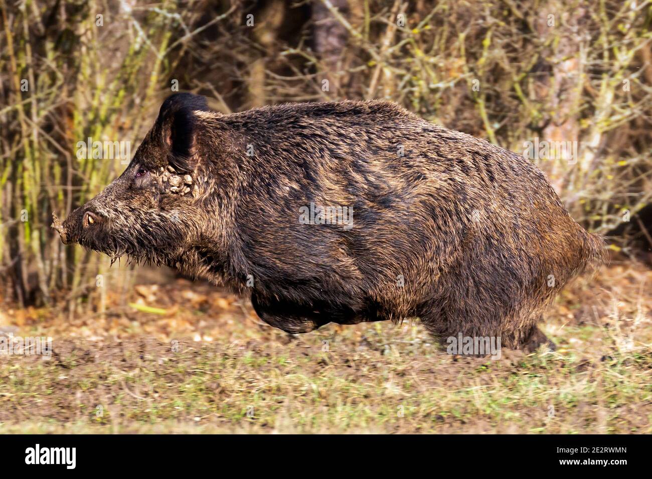 Wildschweine im Wald Stockfoto