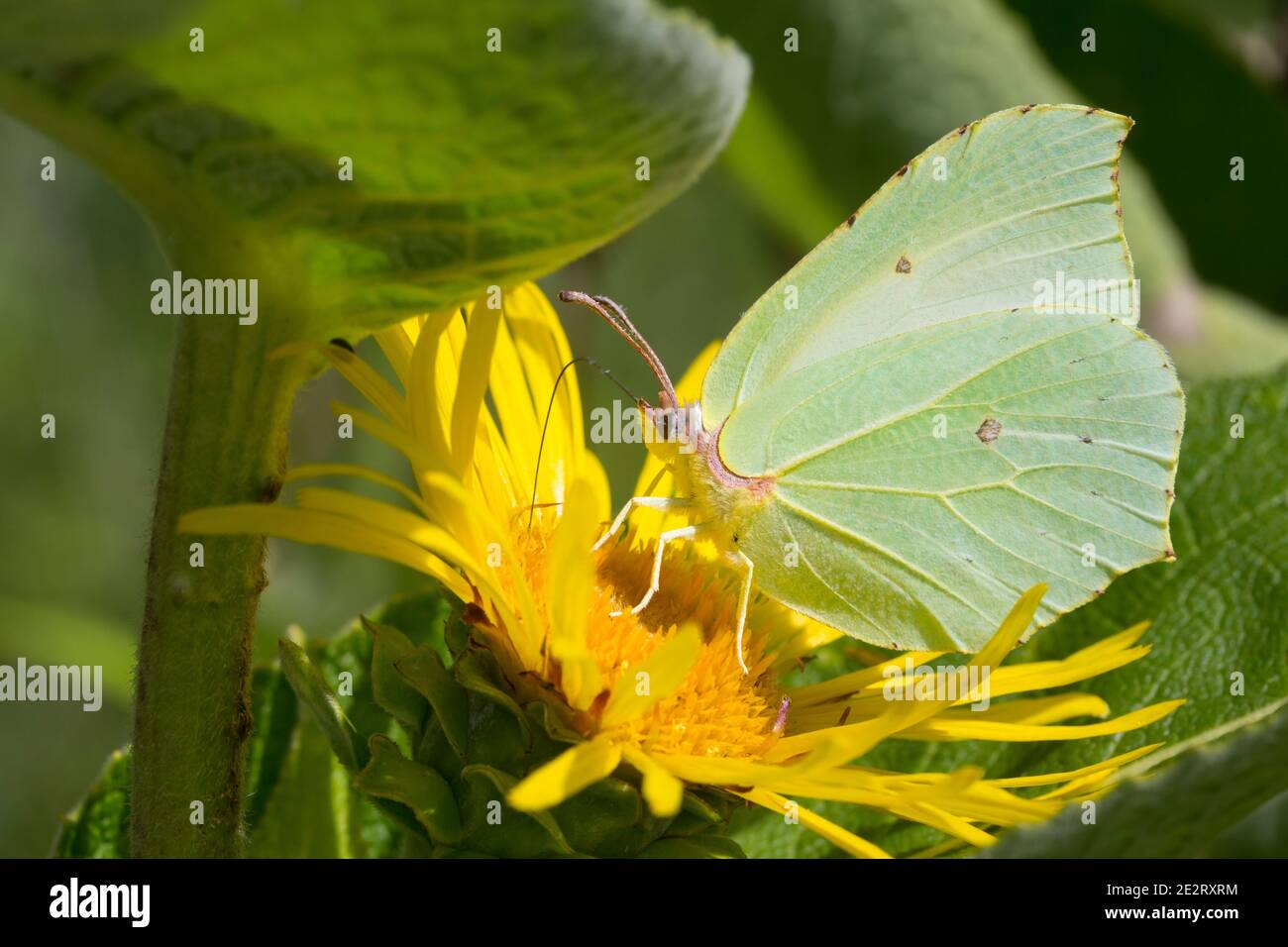 Zitronenfalter, Zitronen-Falter, Blütenbesuch an Lerchensporn, Corydalis, Gonepteryx rhamni, Schwefel, Schwefel-Schmetterling, Le Citron Stockfoto
