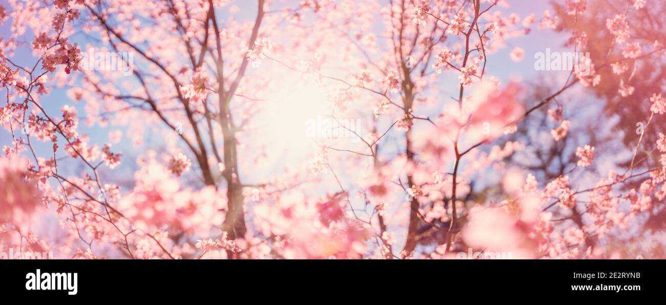 Verschwommene Sakura-Baumzweige auf blauem Hintergrund. Stockfoto