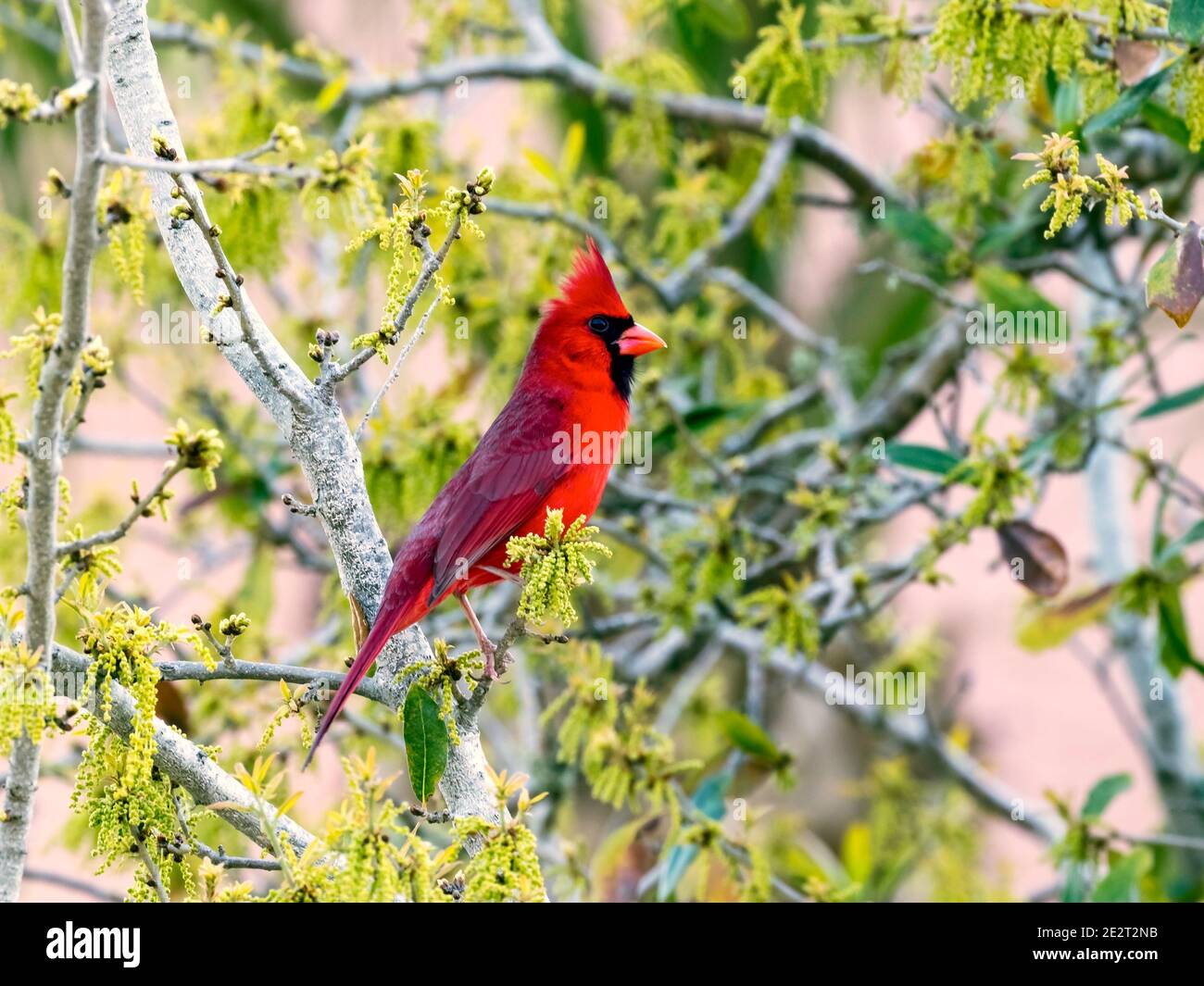 Nördlicher Kardinal, Cardinalis cardinalis, sitzt im Busch, Florida, USA Stockfoto