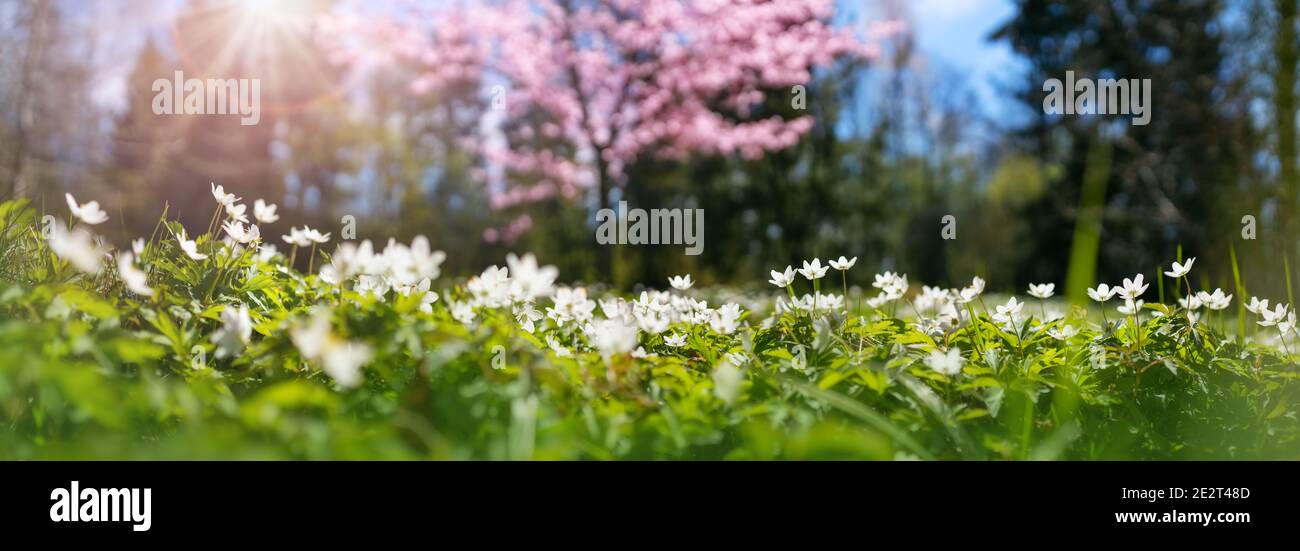 Holz mit vielen weißen Oxalis Frühlings-Blumen an sonnigen Tagen Stockfoto