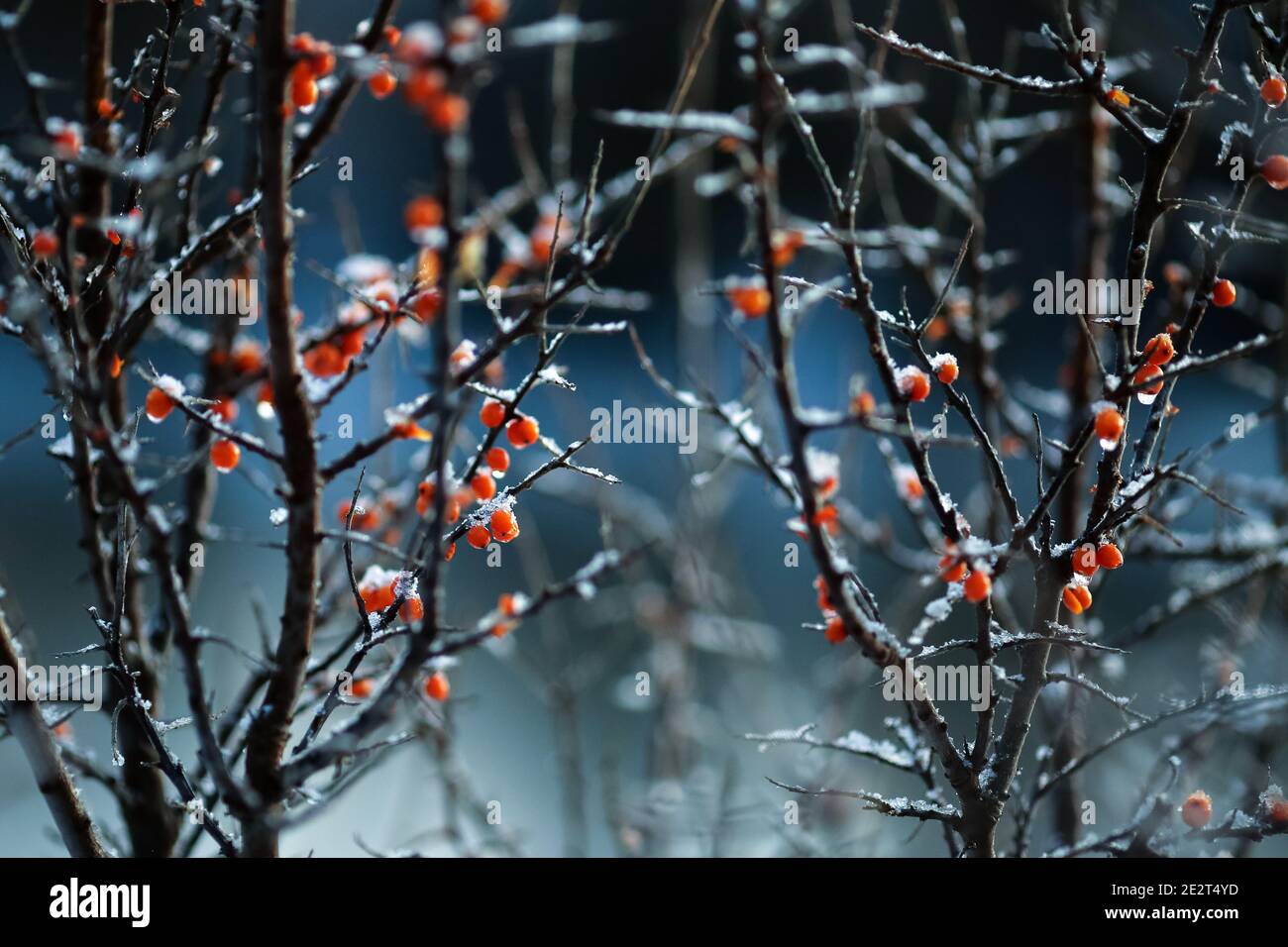 Sanddornzweig mit orangen Beeren bedeckt mit Eis und Schnee Stockfoto