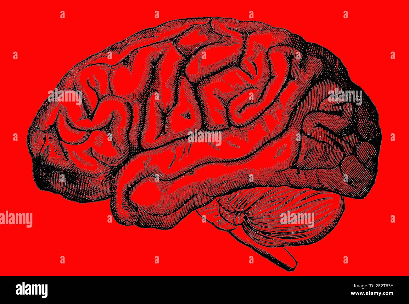 Ein eingraviertes Bild des menschlichen Gehirns aus einem viktorianischen Buch von 1880, das nicht mehr urheberrechtlich isoliert auf einem roten Hintergrund ist, Stock-Foto-Bild Stockfoto