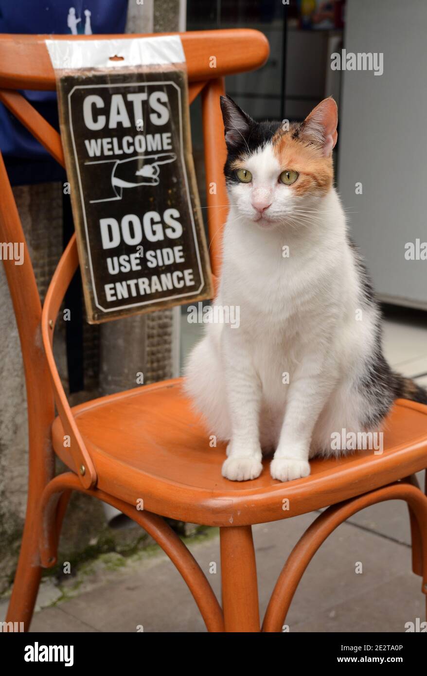 Humorvolles Zeichen, das Katzen und nicht Hunde in Istanbul, Türkei, beherbergt, viele Tausende von Katzen. Ich wollte das Schild fotografieren, aber die Katze posierte Stockfoto