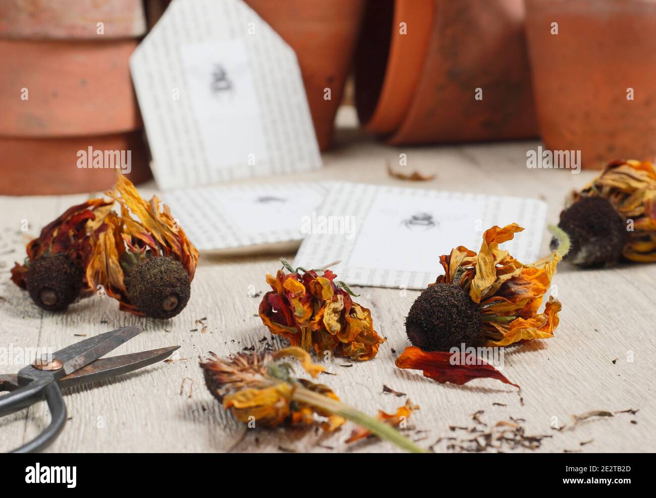 Rudbeckia Saatköpfe getrocknet und sammeln für die Einsparung von Samen in hausgemachten Papierumschlägen. Stockfoto