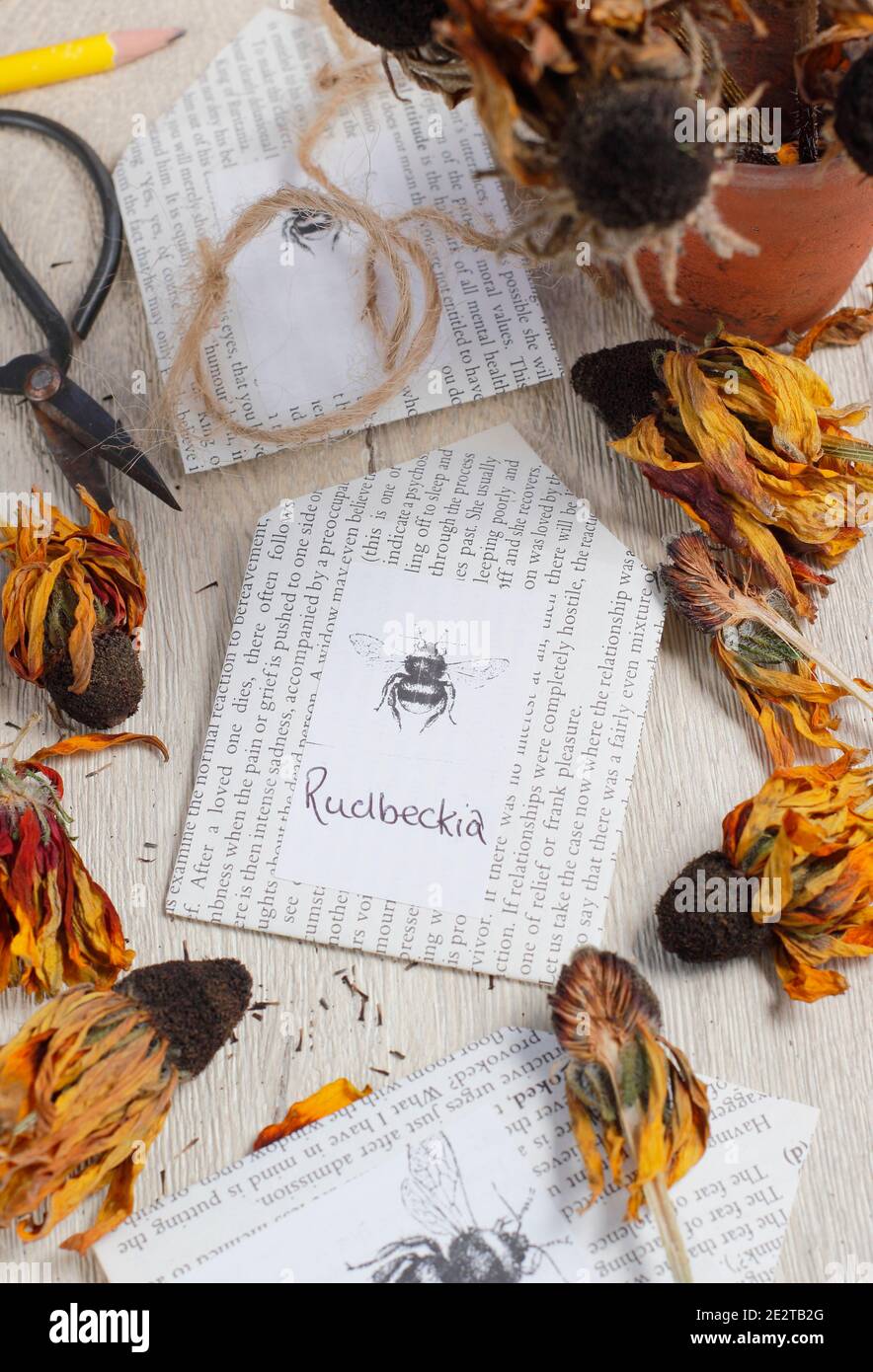 Rudbeckia Saatköpfe getrocknet und sammeln für die Einsparung von Samen in hausgemachten Papierumschlägen. Stockfoto