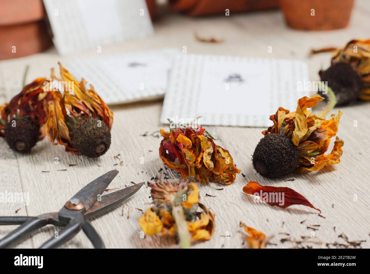 Rudbeckia Saatköpfe getrocknet und sammeln für die Einsparung von Samen in hausgemachten Papierumschlägen. Stockfoto