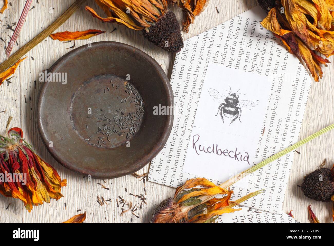 Rudbeckia Saatköpfe getrocknet und sammeln für die Einsparung von Samen in hausgemachten Papierumschlägen. Stockfoto