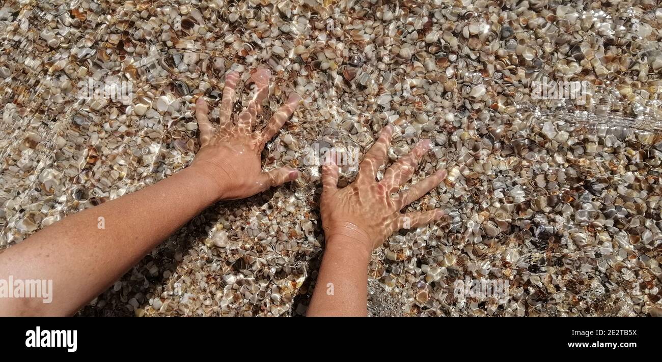 Meerwasser mit Muscheln. Frauenhände nehmen Muscheln im Meerwasser. Stockfoto