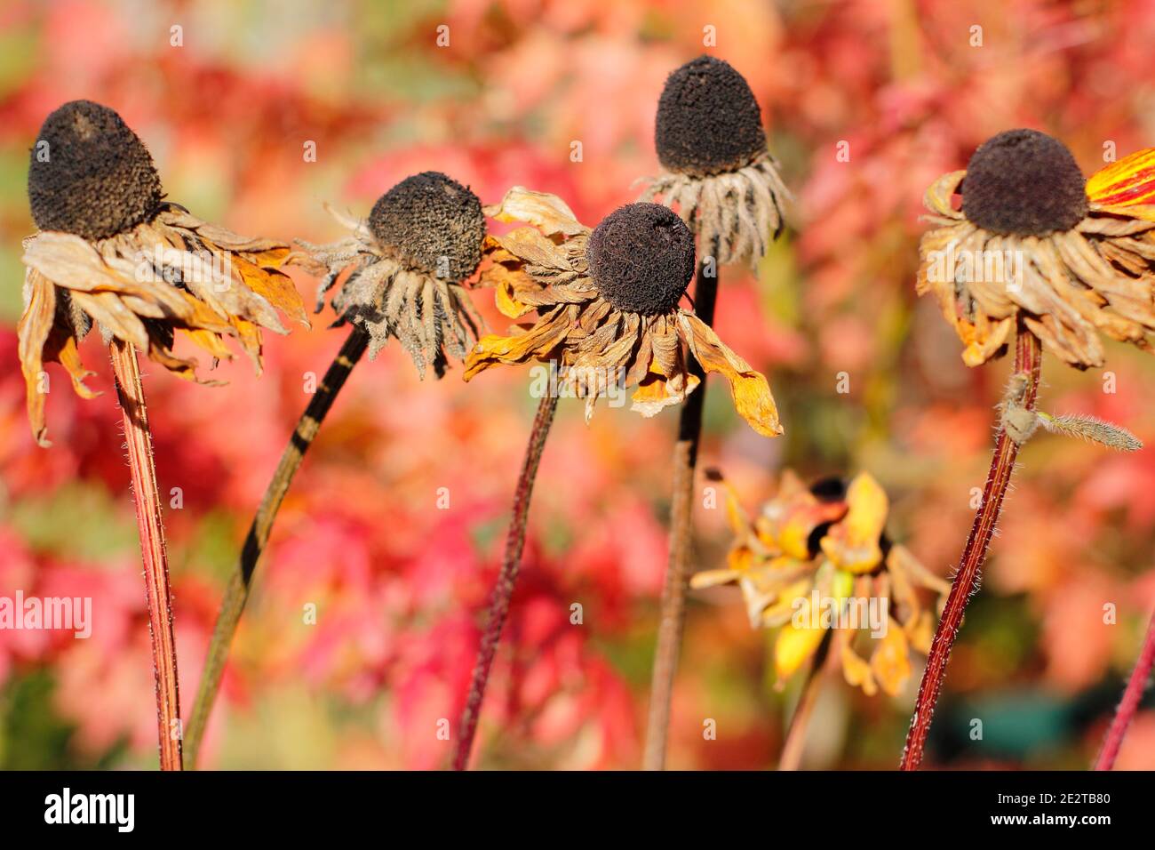 Rudbeckia Samen Köpfe in einem Herbstgarten. Rudbeckia hirta. VEREINIGTES KÖNIGREICH Stockfoto