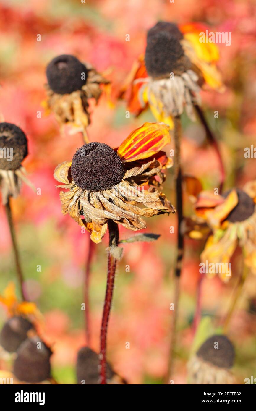 Rudbeckia Samen Köpfe in einem Herbstgarten. Rudbeckia hirta. VEREINIGTES KÖNIGREICH Stockfoto