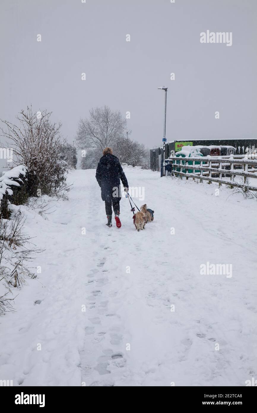 Lady, die mit ihren beiden kleinen eine Seitenstraße entlang geht Hunde auf der Bleileitung nach einem starken Schneefall Yorkshire im Januar Stockfoto