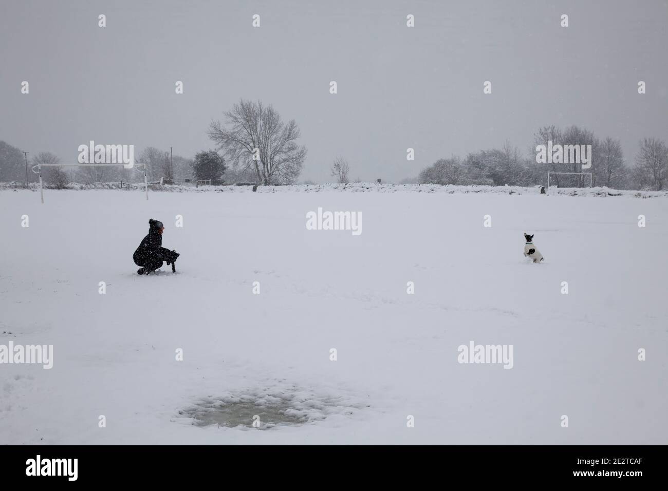 Lady wirft Schneebälle zu ihrem Jack Russell Terrier Hund auf einem Feld nach einem starken Schneefall in Yorkshire, England Stockfoto