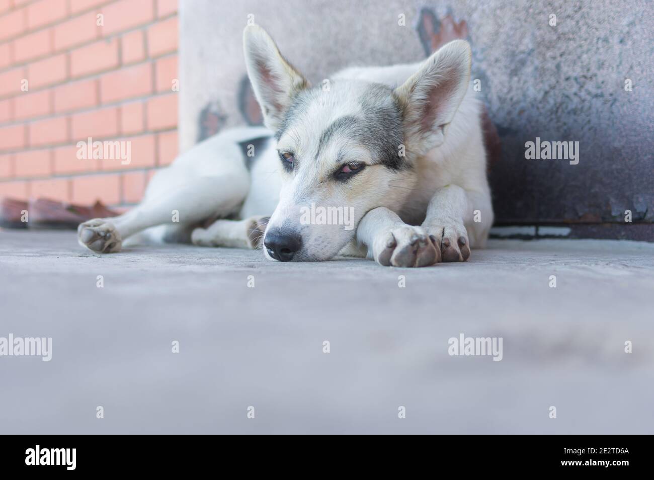 Großer junger Hund ruht und bewacht mit geöffneten Augen Ein Schwellenwert Stockfoto