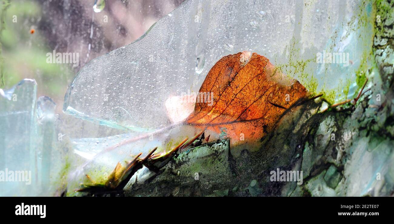Blatt zwischen Glas gefangen. Eisenbahnpassagierwagen MILW 58 an der Western Junction, WA kurz vor dem Kratzen Stockfoto