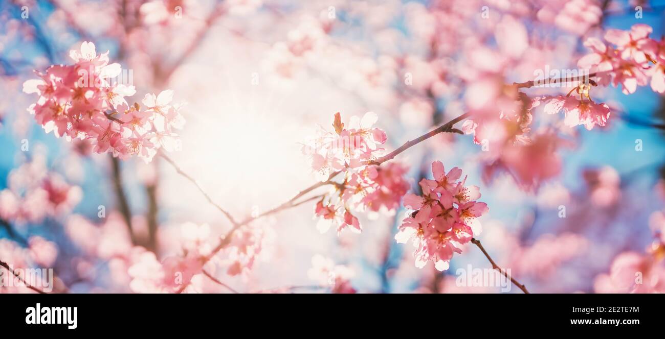 Verschwommene Sakura-Baumzweige auf blauem Hintergrund. Stockfoto