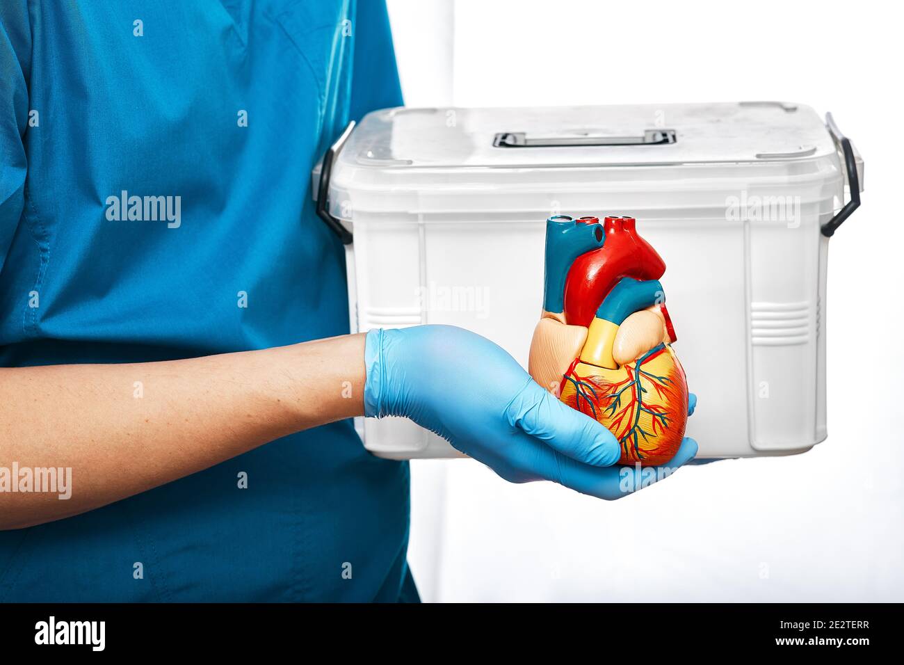 Herzchirurg mit Organtransport und anatomischem Modell des menschlichen Herzens, auf weißem Hintergrund. Konzept einer Herztransplantation und Organspende Stockfoto
