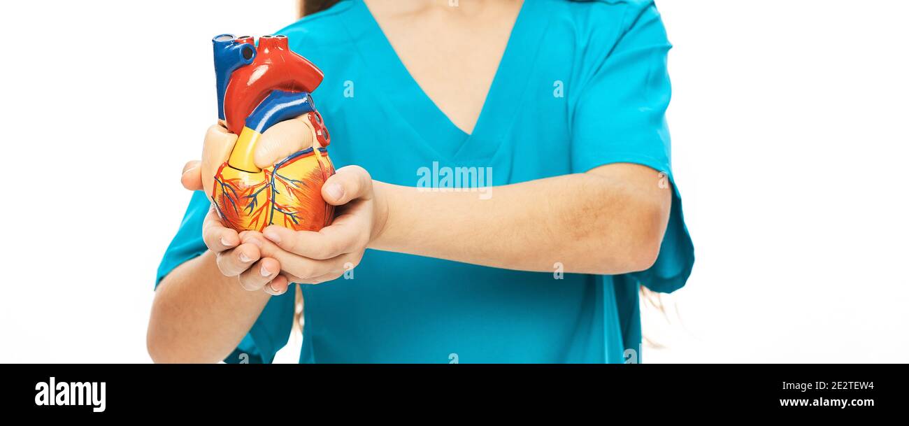 Kind hält ein anatomisches Herzmodell vor sich, um die menschliche Anatomie zu studieren. Schulbildung und Kenntnisse der Körperanatomie Stockfoto