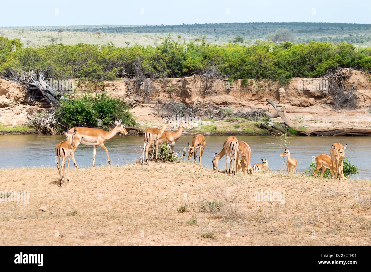 Eine Herde Impala Antilopen am Galana Fluss gesehen Auen während einer Safari im Tsavo East Park in Kenia In Afrika Stockfoto