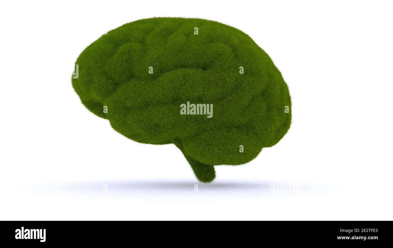 Das menschliche Gehirn ist mit grünem Gras bedeckt. Isoliert auf weißem Hintergrund, mit weichem Schatten. 3d-Illustration Stockfoto