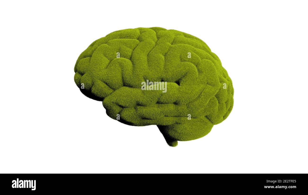 Das menschliche Gehirn ist mit grünem Gras bedeckt. Isoliert auf weißem Hintergrund, 3d-Darstellung Stockfoto
